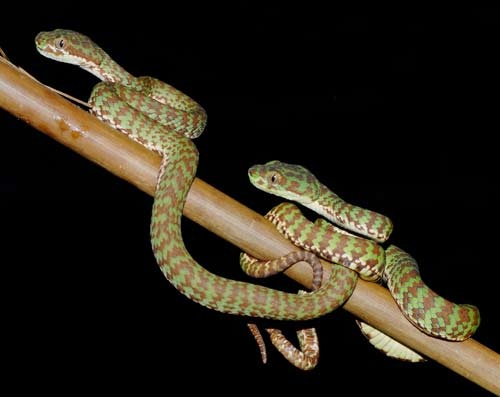 Trimeresurus venustus