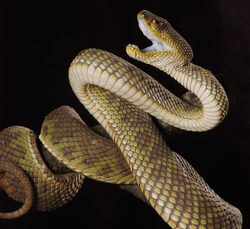 Trimeresurus purpureomaculatus