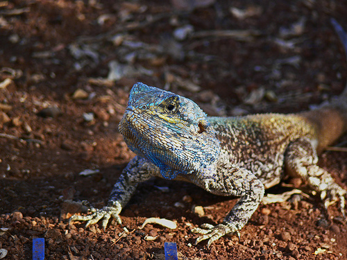 Acanthocercus atricollis