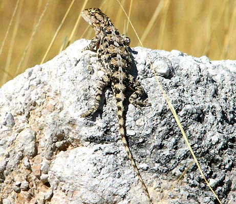 Agama aculeata