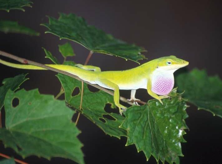 Anolis carolinensis