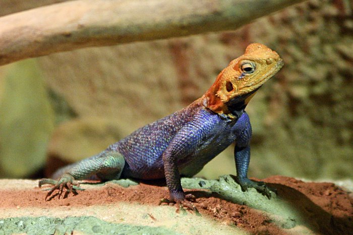 Agama agama