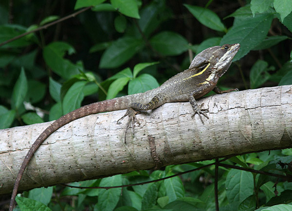 Basiliscus vittatus