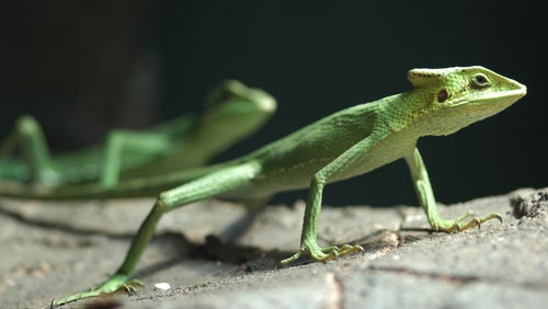 Basiliscus plumifrons